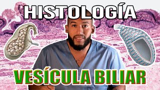 Histología  VESÍCULA BILIAR Mucosa Muscular y Serosa Colangiocitos [upl. by Nyra956]