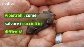 Pipistrelli come salvare i cuccioli in difficoltà [upl. by Lat]