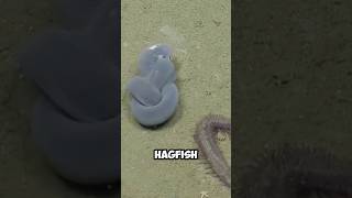 Hagfish Interested Facts hagfish fish nature shorts [upl. by Elyr]