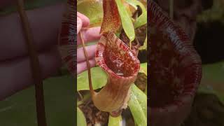 N lowii x ventricosa red EP carnivorousplants nepenthes pitcherplants growtent [upl. by Erdnuaed573]