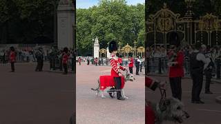 Seamus Takes the Lead at Trooping the Colonel’s Review [upl. by Eboj]