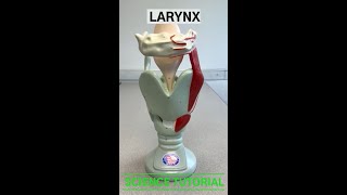 Larynx [upl. by Kciredec155]