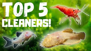 Top 5 BEST Fish Tank Cleaners [upl. by Milo70]