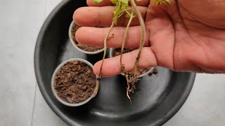 Bakit Namamatay Ang Seedlings  Damping Off Prevention [upl. by Aylsworth]