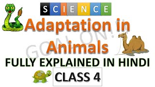 Adaptation in animals class 4  class 4 adaptation in animals  Science class 4  Class 4  Science [upl. by Lavinia]