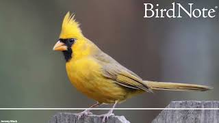 Bright Yellow Northern Cardinals [upl. by Oina932]