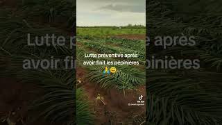 agriculture investisseur jardinage abonnetoi toutlemonde fruit youtubeshorts [upl. by Iover]