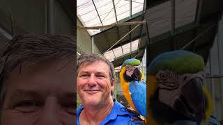 Maleny Botanic Gardens and Bird World sunshinecoast maleny birds [upl. by Macey746]