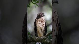 Redshouldered Hawk calls out in rain shorts [upl. by Ycrad]