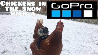 Chickens in the snow with a Gopro 🐔📹 [upl. by Selassie261]