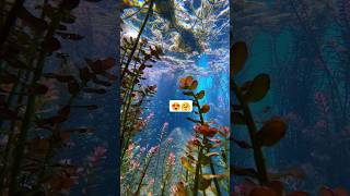 Underwater beautiful nature view 🪟shorts trending shorts song [upl. by Ranchod]