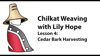 Chilkat Weaving with Lily Hope Lesson 4 Cedar Bark Harvesting [upl. by Duster842]