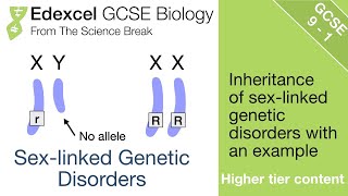 Introduction to Prenatal Genetic Testing [upl. by Allistir]