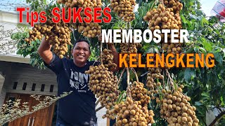 RAHASIA SUKSES MEMBOSTER KELENGKENG [upl. by Mchugh768]