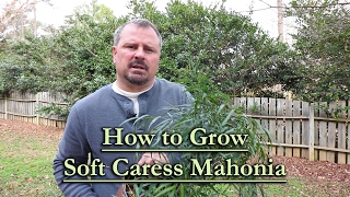 How to grow Soft Caress Mahonia Evergreen Shade Shrub with Yellow Flowers [upl. by Neumann]