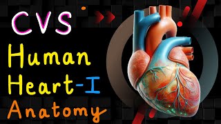 Human Heart  Part 01 Anatomy  Cardiovascular System  CVS Anatomy [upl. by Nordgren]