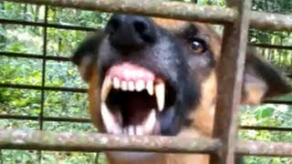 Vicious dog barking fiercely and loudly [upl. by Estelle]