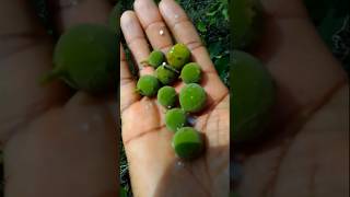 Harvesting in winter park Florida 🍇🍇🍓🍅🍊🍎🥭🍉🍏🍈🥬🍍🍑🍋🍋🍑 indonesia [upl. by Aicilram]