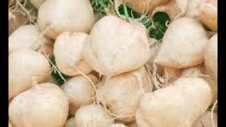 How to grow and care Jicama Sakalu Fruit Plant  Village Farming Live Part V [upl. by Eelsha]