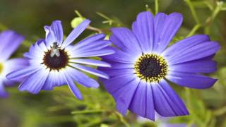 Flower Gardens  How to Grow the Swan River Daisy Brachycome Iberidifolia [upl. by Wehtta]