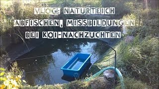 VLOG Naturteich abfischen Missbildungen bei KoiNachzuchten [upl. by Telimay959]