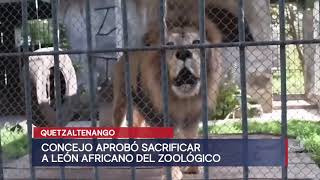 Municipalidad aprueba sacrificar a quotSimbaquot el león africano del Zoológico Minerva de Quetzaltenango [upl. by Ynafets]