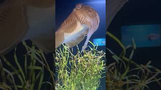 RARE Fish with a Squid Nose 🥸🥸You Won’t Believe What we found at Aquarium trending shortvideo [upl. by Shadow216]