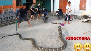 Terrible the worlds largest and most venomous snake  king cobra  peoples obsession [upl. by Oneida253]