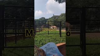 Mysore zoo [upl. by Gamages849]