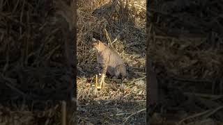 Bobcat on the prowl hunting wildlife bowhunting bobcat [upl. by Errised]