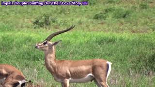 Impala Honeymoon A Scentsational Romance 💑👃🦌 [upl. by Ashlin]