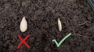 Best way to germinate vegetable seeds  Seed lagane ka sahi tareeka [upl. by Virginie]