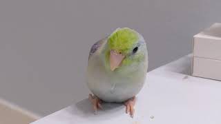 Why Do I Like Parrotlets More Than Lovebirds [upl. by Cadmar]