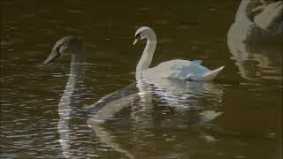 Lymm Dam walk 2024 [upl. by Nomi]