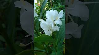 Kalyana Sougandhikam White Ginger Lily [upl. by Atinuaj]