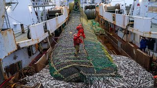 Europeans Fishermen Use Robots to Catch Hundreds of Tons of Fish This Way  Purse seine fishing [upl. by Magdalen]