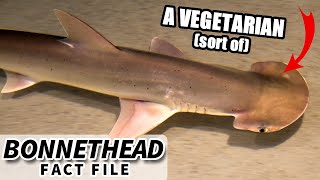 Bonnethead Shark Facts a PLANTEATING SHARK  Animal Fact Files [upl. by Kellie]