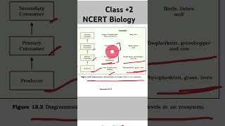 Diagrammatic representation of Trophic levels in an ecosystemNEET Biology shortsvideo [upl. by Deeas]