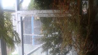 My yellow siskin red siskin oriental greenfinch and goldfinch breeding set up 2015 [upl. by Ellahcim422]