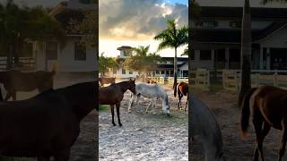 This is awesome  cover bollywood singing arabianhorse horse shorts love pyaar aşk [upl. by Clovah]