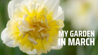 My garden in March  Spring has arrived Daffodils amp tulips flowering Planting hellebores amp lettuce [upl. by Surtimed254]