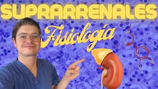 Fisiología de las glándulas SUPRARRENALES [upl. by Eceinej]