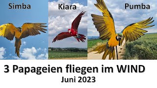 3 Papageien FLIEGEN im WIND ❤️🦜 [upl. by Ellerred]