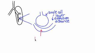 643 Features of alveoli that adapt them to gas exchange [upl. by Linnette]