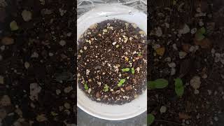 Gerbera Seeds Germination [upl. by Lena]