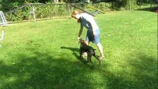 Teaching Your Dog to quotSwitchquot or the Mechanics of an Agility Rear Cross [upl. by Mary]