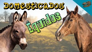 Domesticados ÉQUIDOS ¿Dónde y cuándo se domesticaron estos animales [upl. by Haakon]