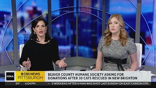 Beaver County Humane Society faces quotunprecedented crisisquot after taking in 30 cats from severe hoardi [upl. by Ardnaet]