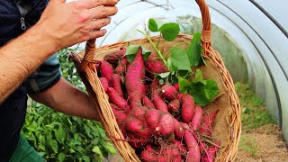 Garten im Oktober  ich ernte Pastinaken Schwarzwurzeln u Süßkartoffeln [upl. by Earahs]