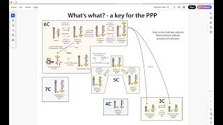 Following the Pentose Phosphate Pathway  what the heck’s going on… [upl. by Hirsh]